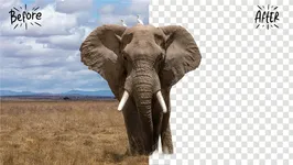 AI Background Blur & Remove