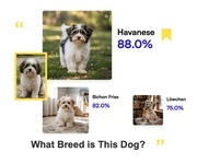 AI Dog Breed Identifier