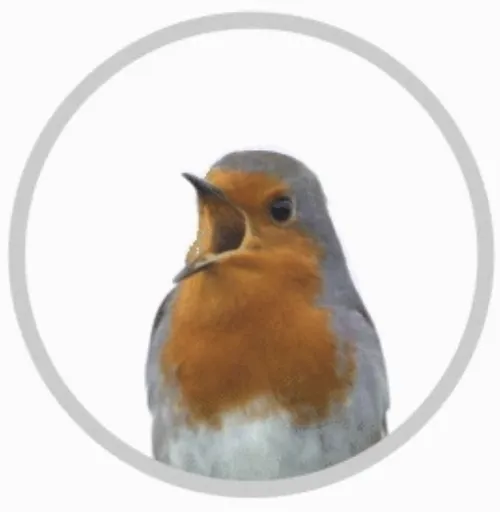 Bird Buddy