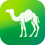 Camel Live